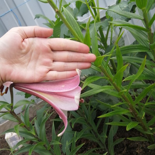 превью изображения отзыва