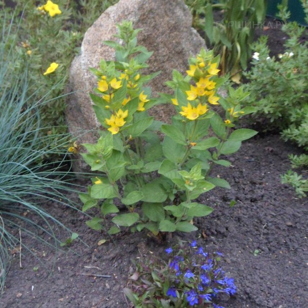 превью изображения отзыва