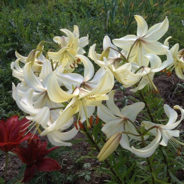 превью изображения отзыва