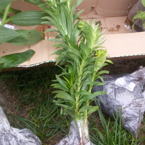 превью изображения отзыва