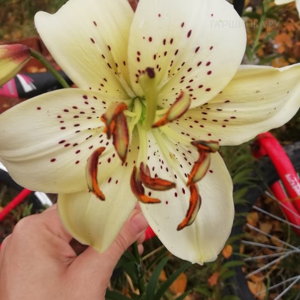 превью изображения отзыва