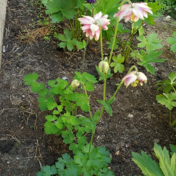 превью изображения отзыва