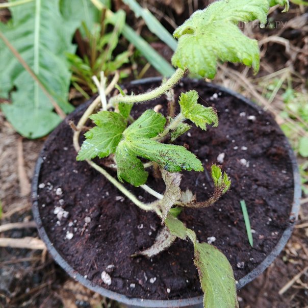 превью изображения отзыва