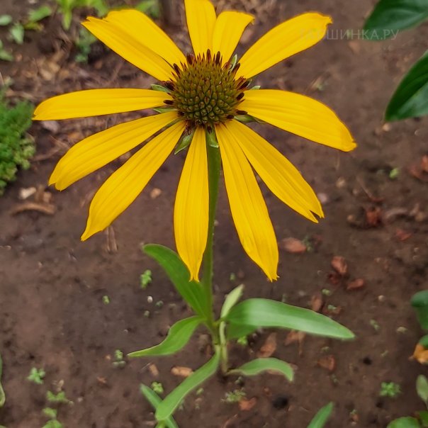 превью изображения отзыва