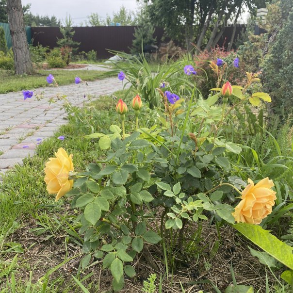 превью изображения отзыва