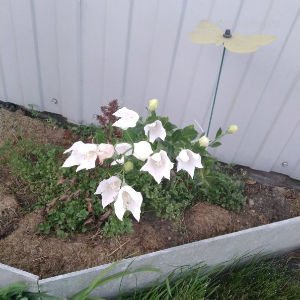 превью изображения отзыва