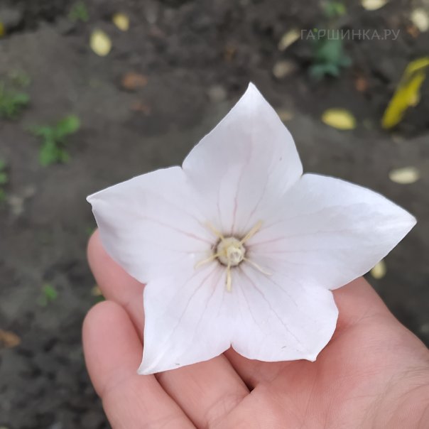 превью изображения отзыва