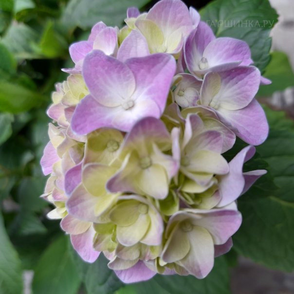 превью изображения отзыва