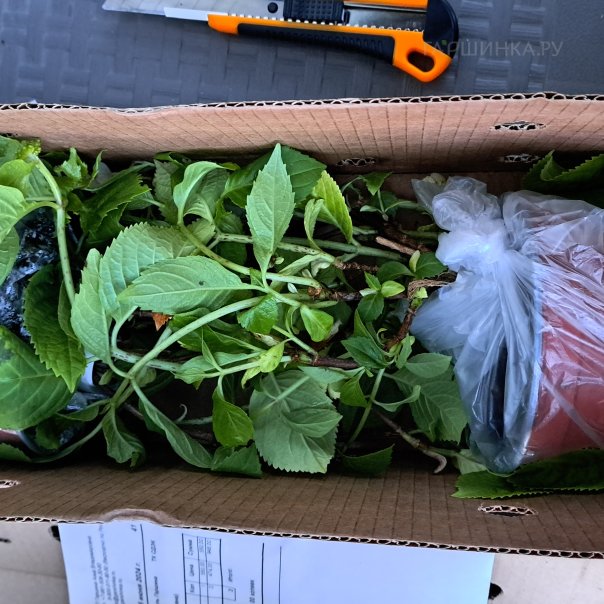 превью изображения отзыва