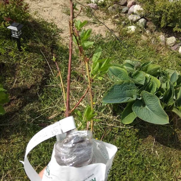 превью изображения отзыва