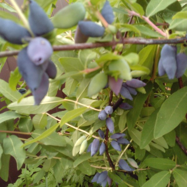 превью изображения отзыва