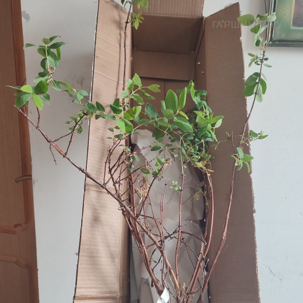 превью изображения отзыва