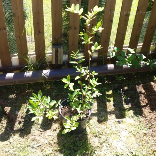 превью изображения отзыва