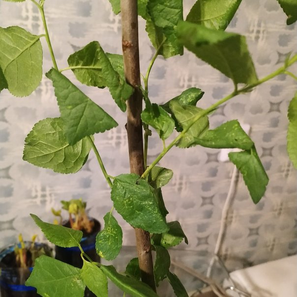 превью изображения отзыва