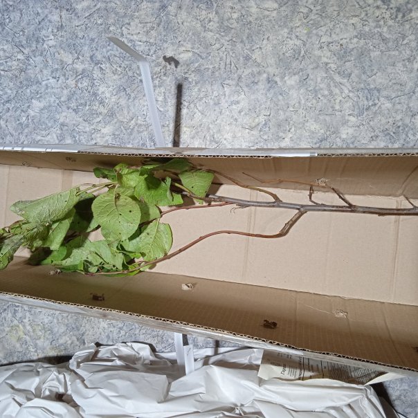 превью изображения отзыва