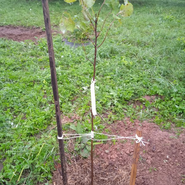 превью изображения отзыва