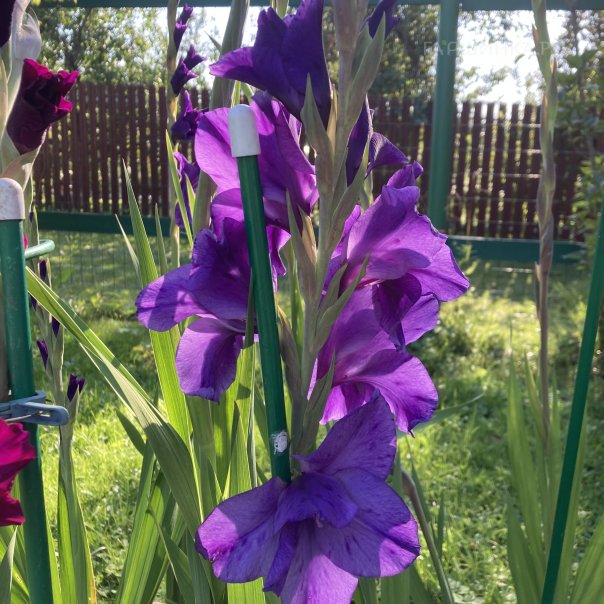 превью изображения отзыва