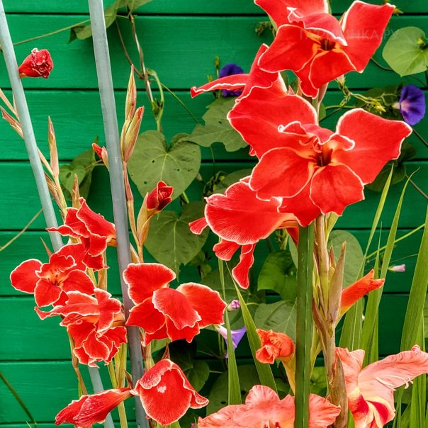 превью изображения отзыва