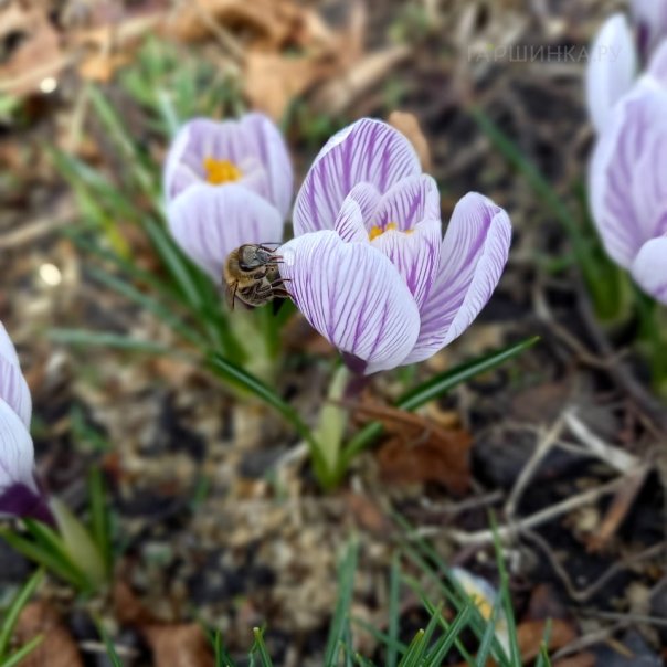 превью изображения отзыва
