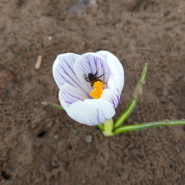 превью изображения отзыва