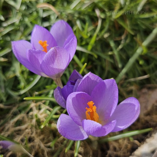 превью изображения отзыва