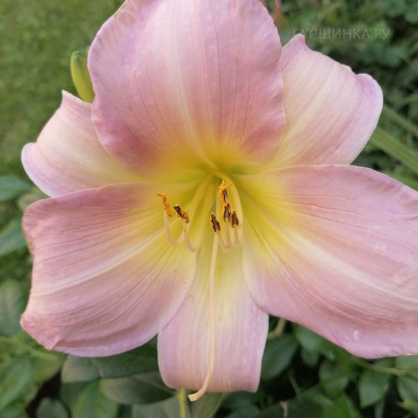 превью изображения отзыва