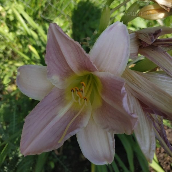 превью изображения отзыва