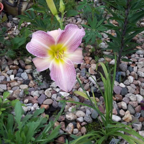 превью изображения отзыва