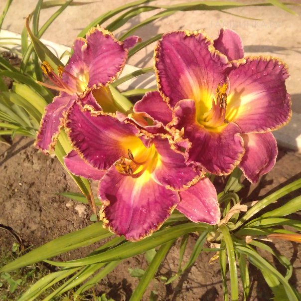 превью изображения отзыва