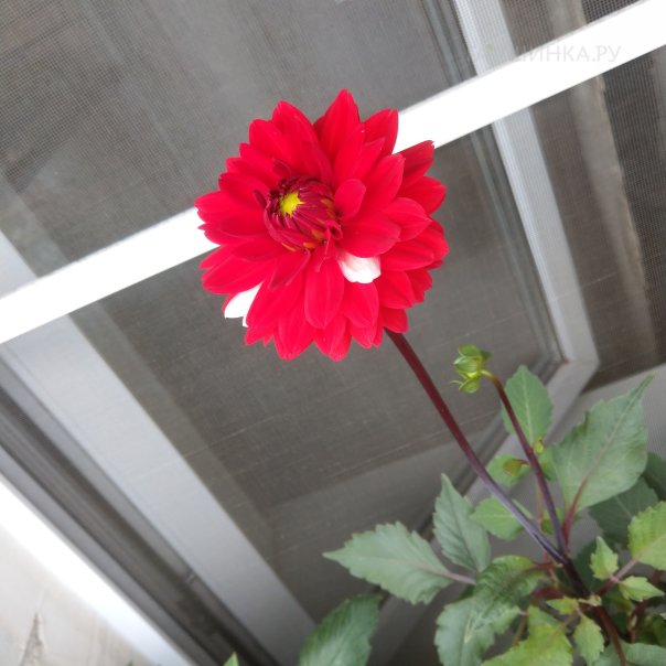 превью изображения отзыва