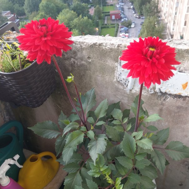 превью изображения отзыва