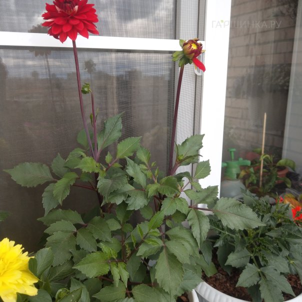 превью изображения отзыва