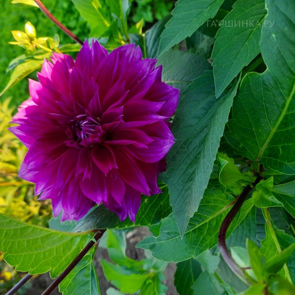 превью изображения отзыва