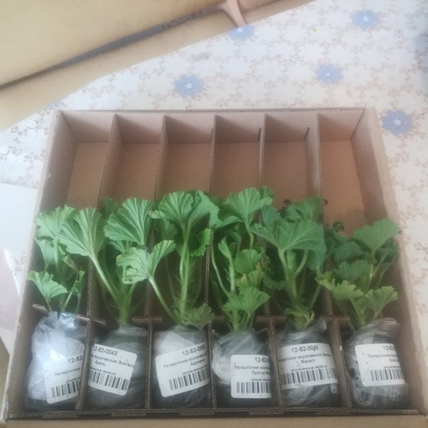 превью изображения отзыва