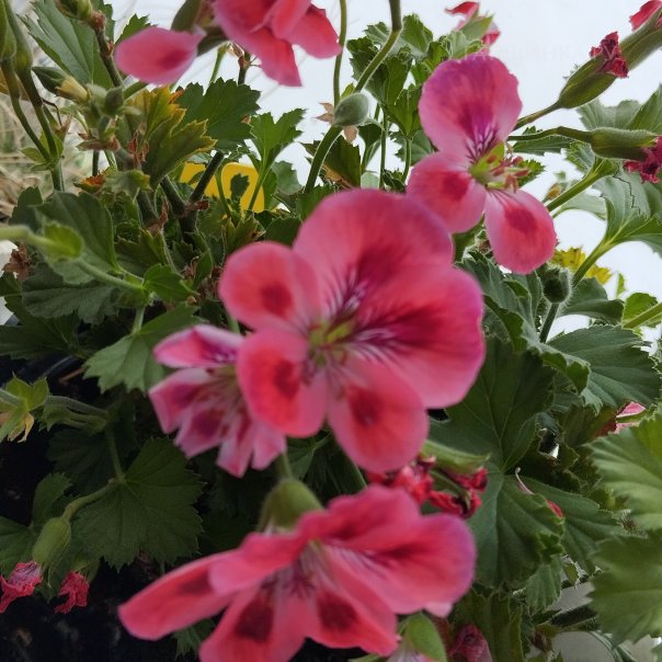 превью изображения отзыва