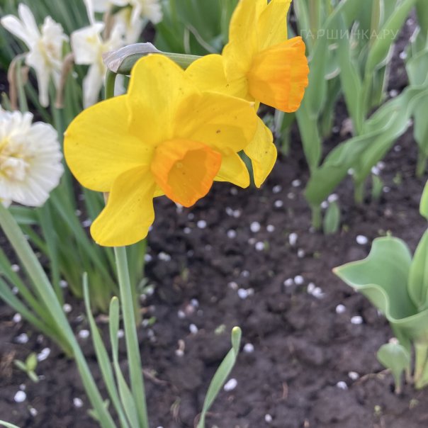 превью изображения отзыва