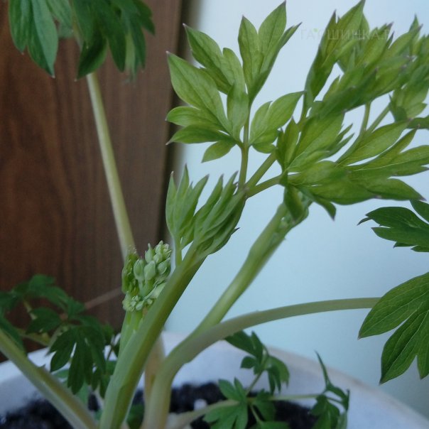 превью изображения отзыва