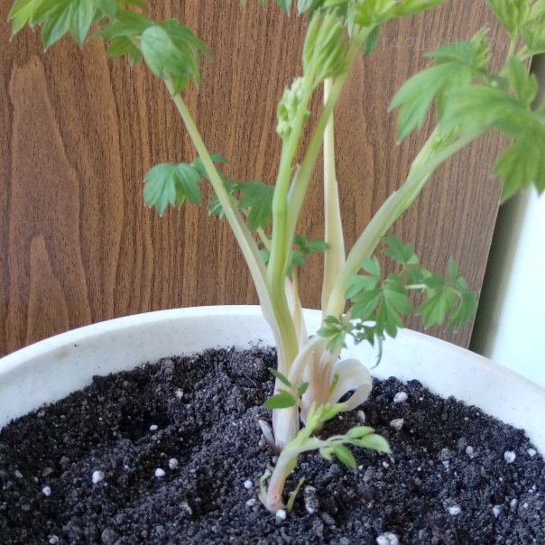 превью изображения отзыва