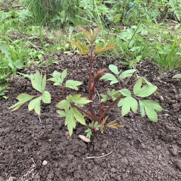 превью изображения отзыва