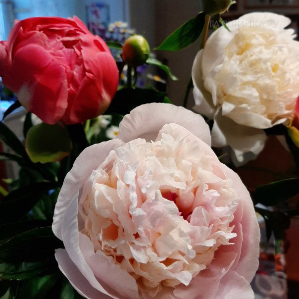 превью изображения отзыва