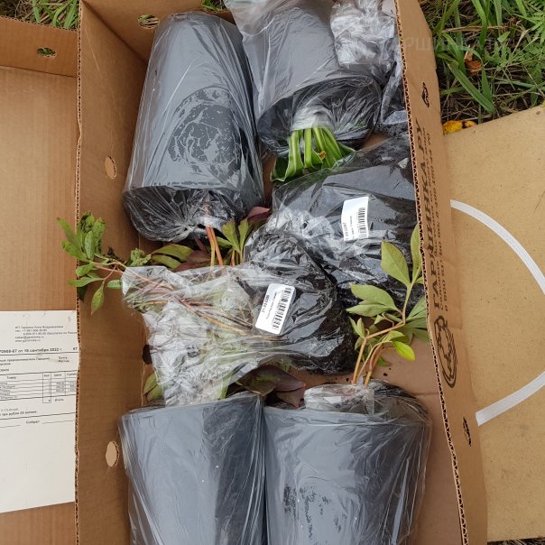 превью изображения отзыва