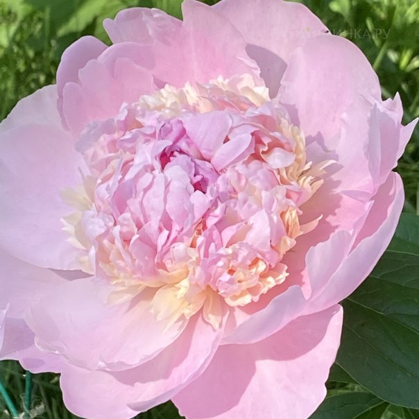 превью изображения отзыва