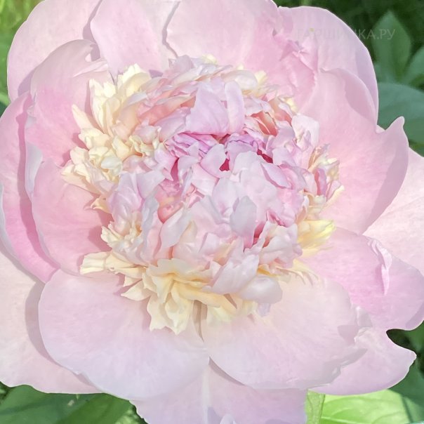 превью изображения отзыва