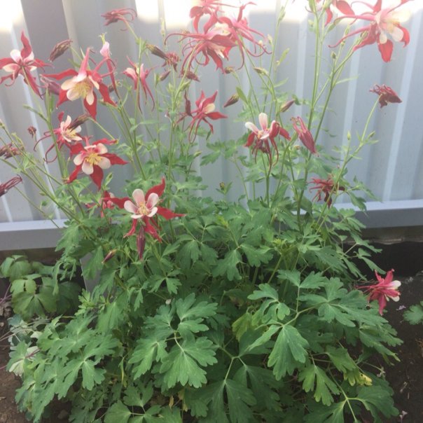 превью изображения отзыва