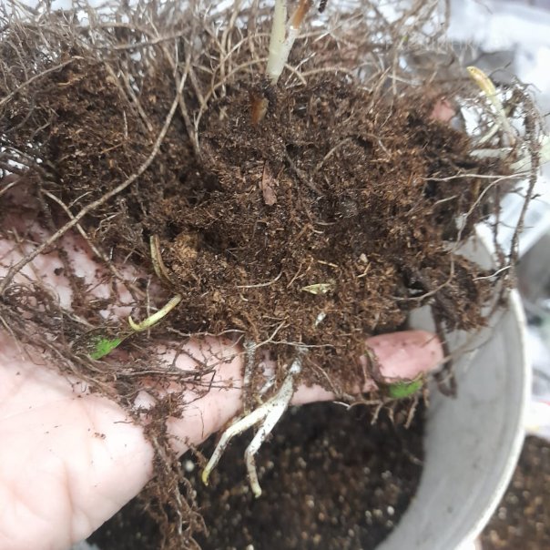 превью изображения отзыва