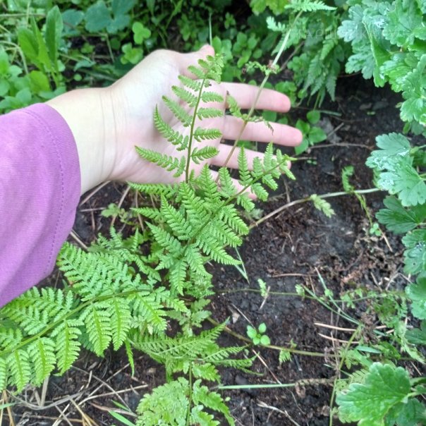 превью изображения отзыва