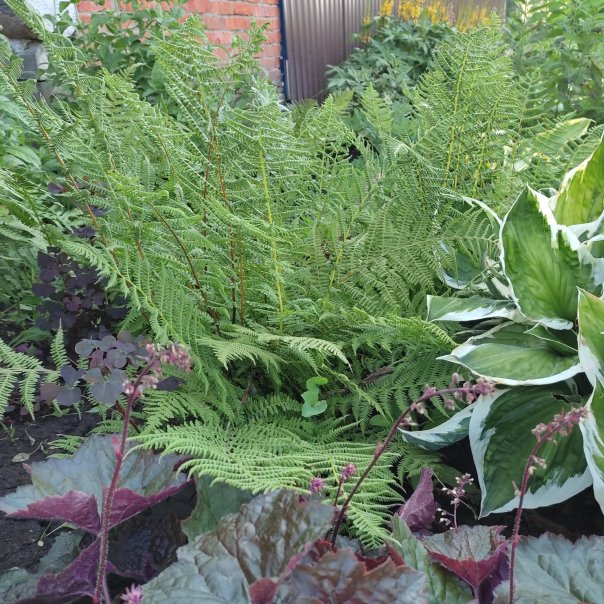 превью изображения отзыва