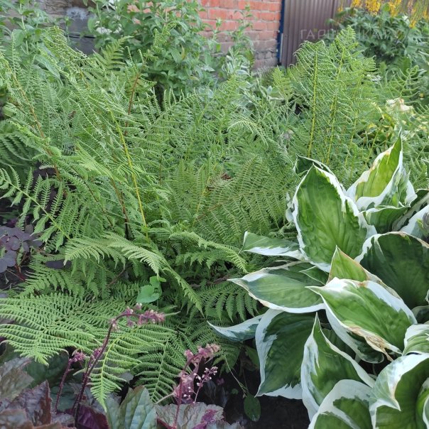 превью изображения отзыва