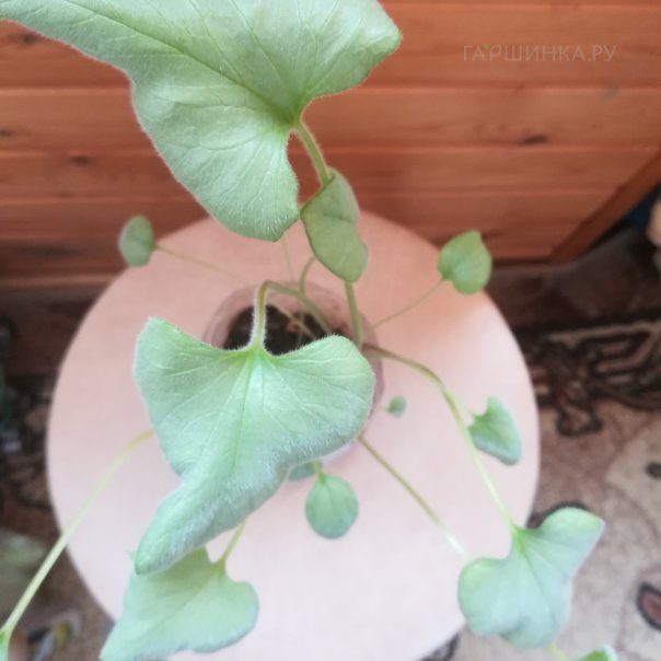 превью изображения отзыва