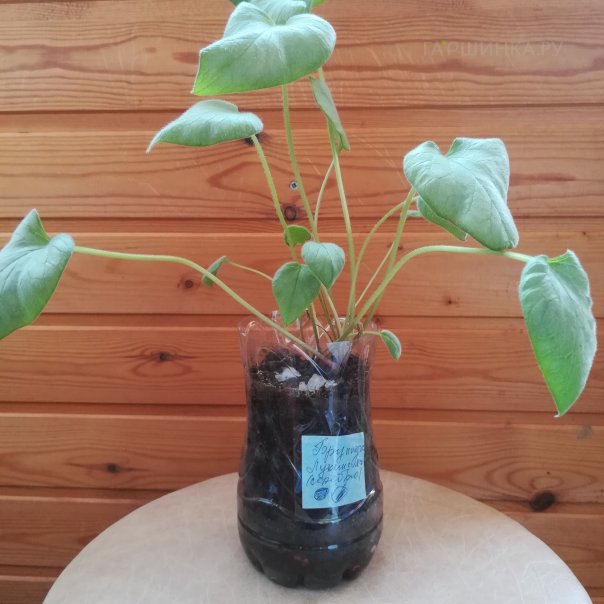 превью изображения отзыва